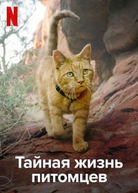 Тайная жизнь питомцев